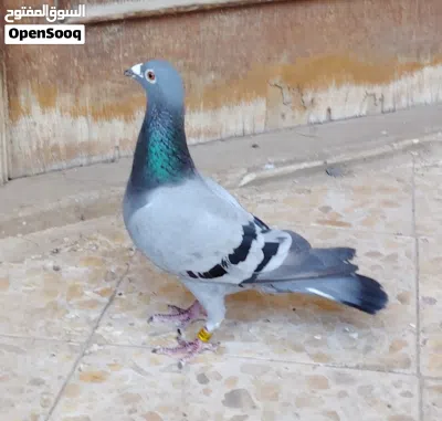 طيرة موديل 2019 شرط البيض رايدها ب3 4