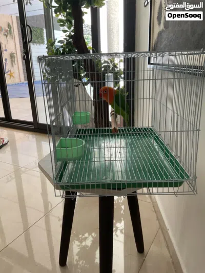 Fischer lovebird for sale 2