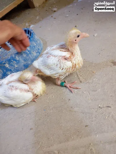 افراخ زواج متعلمات على الزق محجلات 4