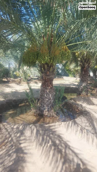 شراء النخيل والفسائل والنارجيل والواشنطونيا 4
