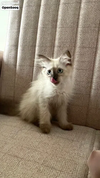 همالايا ذكر هجين عمر شهرين 3