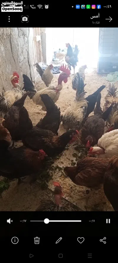 عرب للبيع نظيف ومال بيت 2