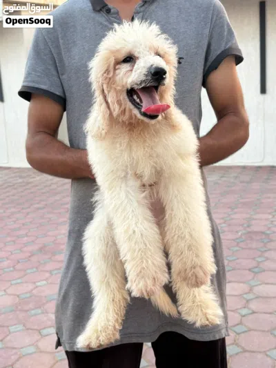 جاينت بودل للتبني – رسوم بسيطة – جاهز للتسليم Luxury Giant Poodle for Adoption – Nominal Fee 3