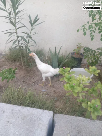 دجاج للبيع 2