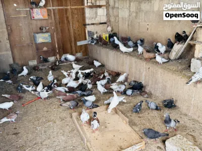 50جوز حمام بلدي وفي منهم بناديق 2