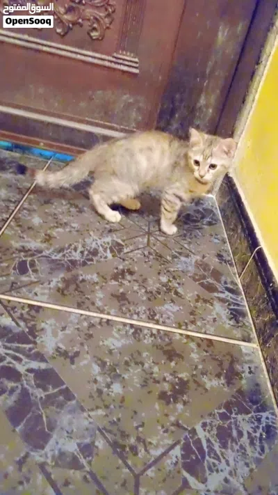 Free Adoption – Female, Male Cat & Kitten 3