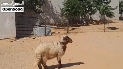 خروف وطني الله يبارك عمره ف7شهور سليم من العيوب والامراض 2