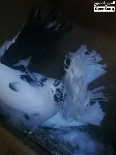 بيع حمام شمسي 2