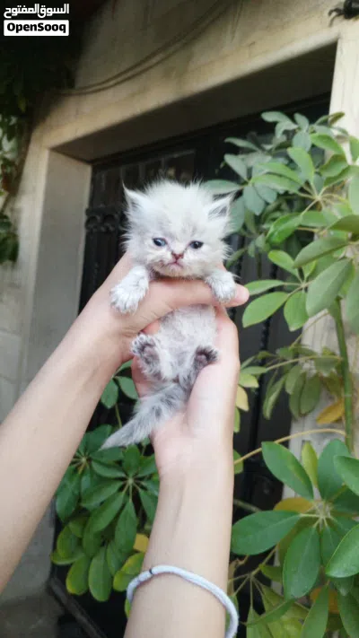 قطط هملايا شوكلت بيور 3