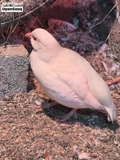 طيور نادرة الفزن و الدجاج و السمان و الحجل و الببغاوات. فصائل و أنواع مختلفة و نادرة(قابل للتفاوض) 4