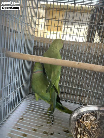 ازواج دره الاخضر منتج 2