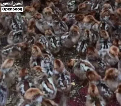 صيصان فيومي بيور 2