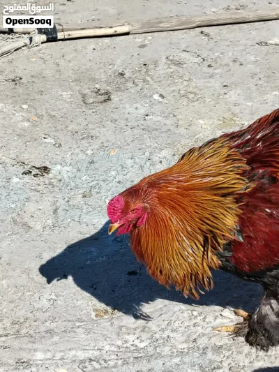 ديك براهما 3