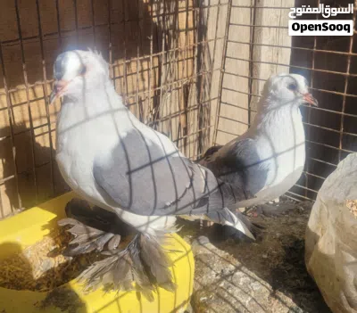 إنتاج نورس 2