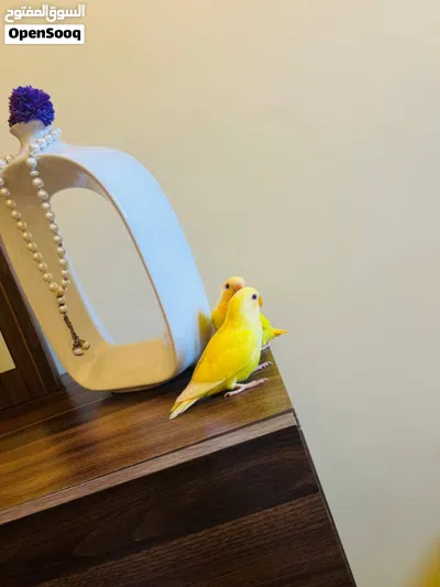 ببغاء روز حركي ولعوب ترويض فل 2