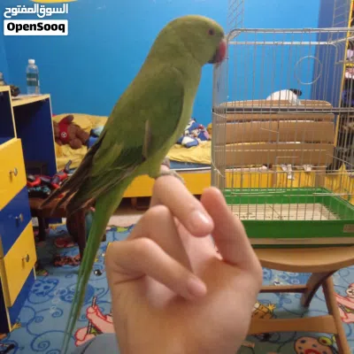 ببغاء الدرة لون أخضر 2