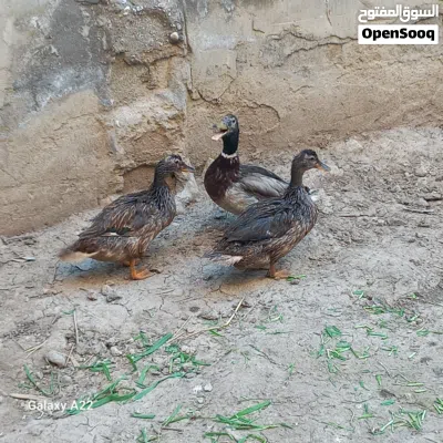 undefined 2