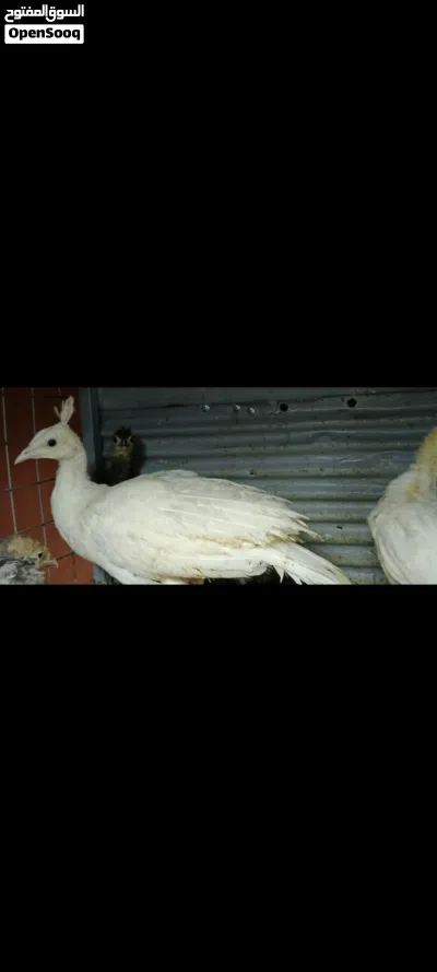 فراخ طوس مميزه 3