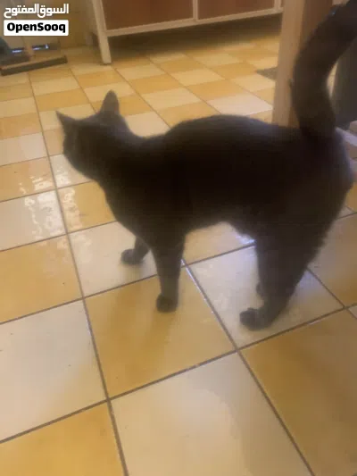 British short hair cat 4