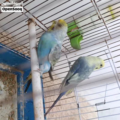 كوبية بقلينو رينبو مصوقرة 4