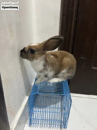 أرنب للبيع 2