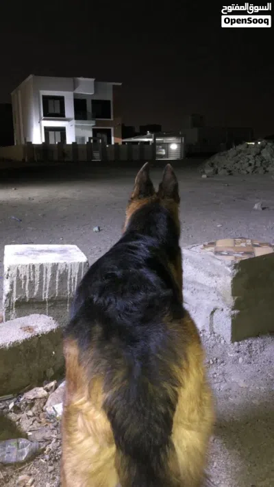 جيرمن انثى كنج سايز اصل بيور 2