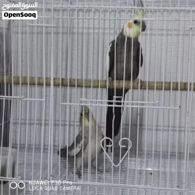 طيور كوكتيل زوج للبيع 3