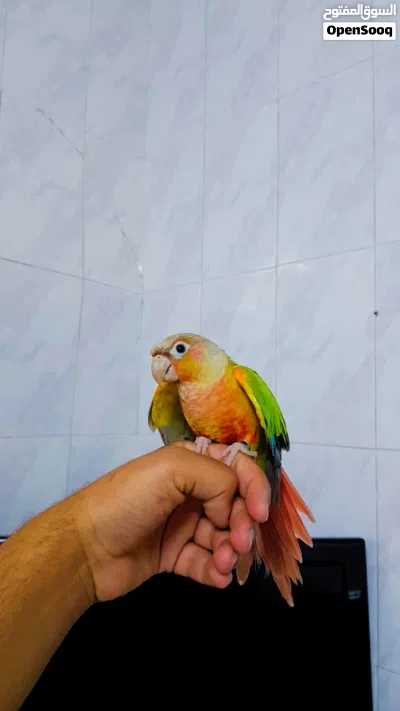ببغاء جرين شيك اناناس طفره محجل اليف 90 بالميه 4