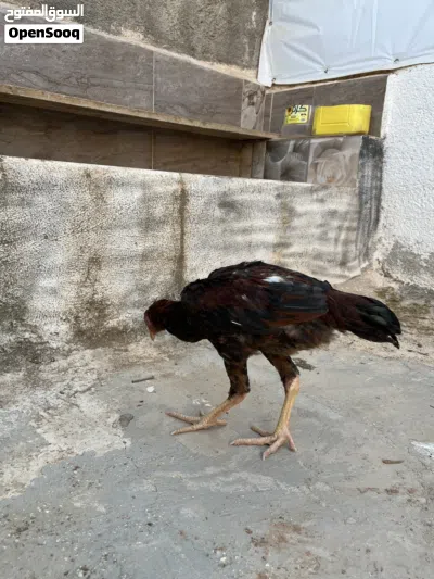 undefined 4