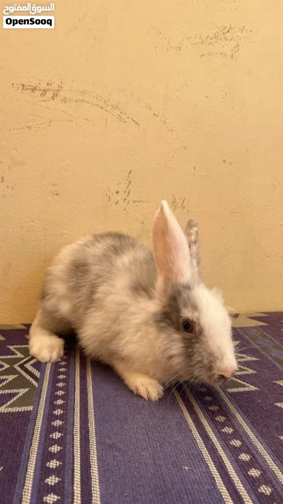 ارانب للبيع شوف الوصف 2