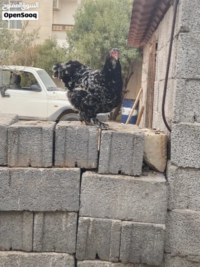 دجاجتين براهما يدحو 2