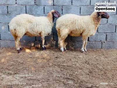زوز تنيات برقاويات درجة اولى تبارك الرحمن 3