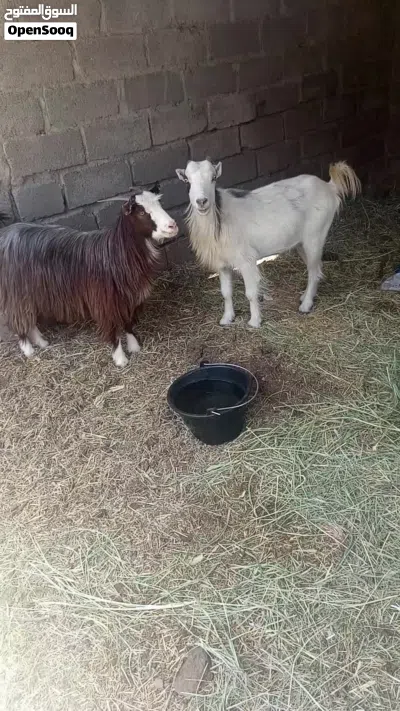 صخال سمينات ما شاء الله وصفار ف العمر 3