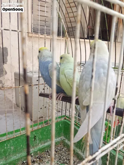 كوبيه رينبو بفروخه 4