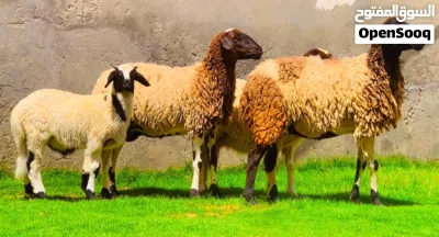 ما شاء الله البيع جمله كاش او حوالة 2