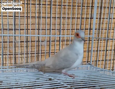 للبيع يمام مثل ماواضح في الصور تابع التفاصيل تحت كل شي موضح 2