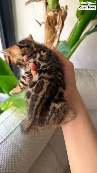 قطط بنقال بنغال للبيع 3