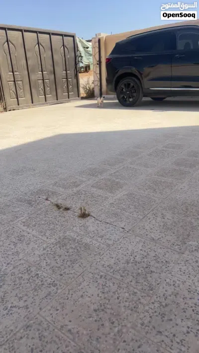 للبيع انثي بيتبول 4