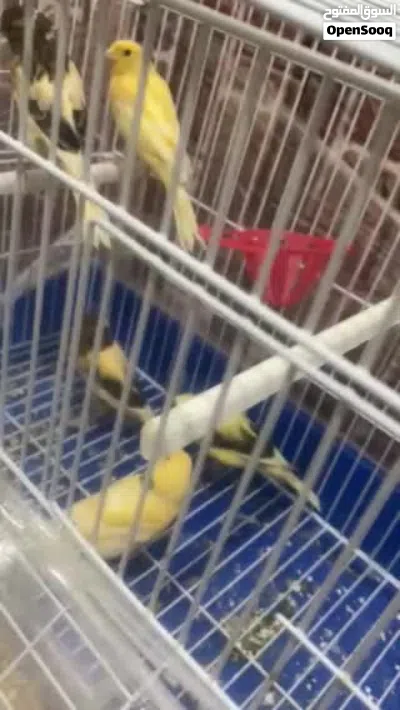 كناري لبيع في الخليل لمعنى خاص 4