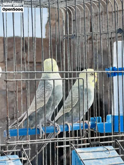 السلام عليكم ورحمة الله وبركاته 3