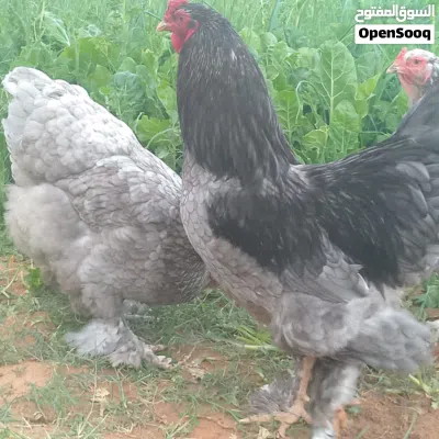 كوبية براهما رصاصي 2