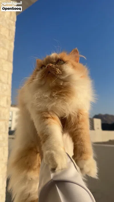 قط persian للبيع 2