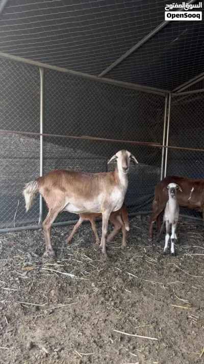 للبيع جعد تهجين سوداني فول سمنه وخالي ممن العذاريب 3