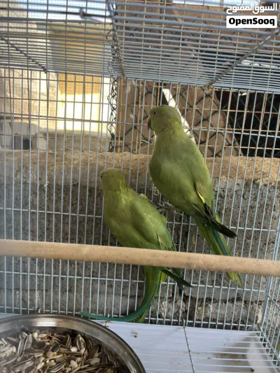 ازواج دره الاخضر منتج 3