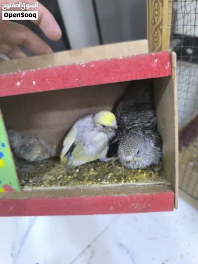 طيور حب للبيع 2