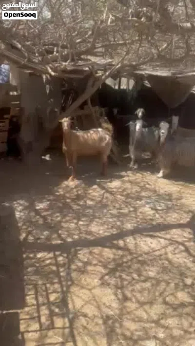 ماشاءالله للبيع حلال جبالي وشي صلالي وشي مهجن العدد 15 2