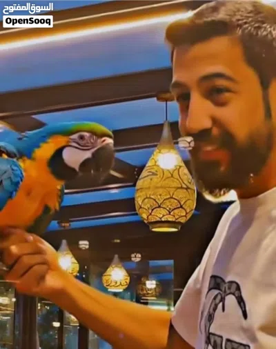 ببغاء مكاو 2