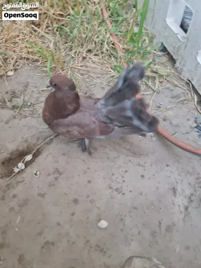 حمام عرايس، 4