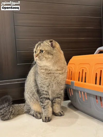 سكوتش فولد ذكر للتبني 2