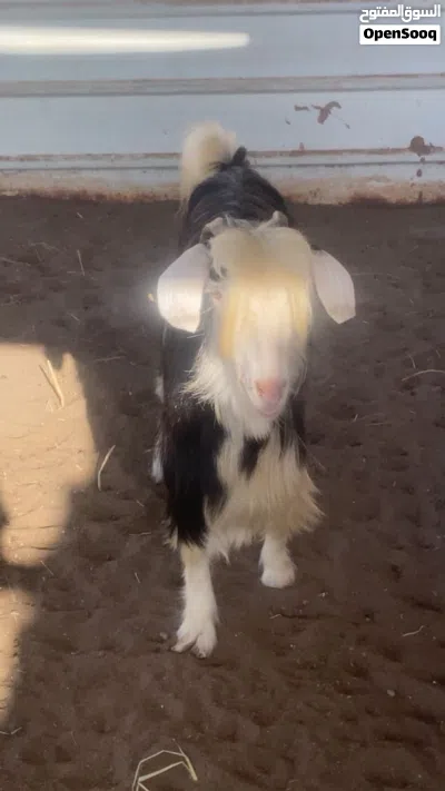 للبيع عنز رحبيه 2